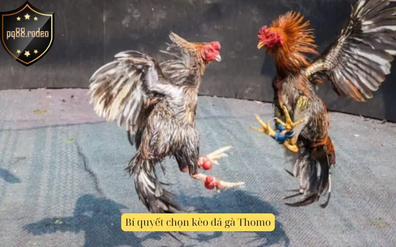 Bí quyết chọn kèo đá gà Thomo