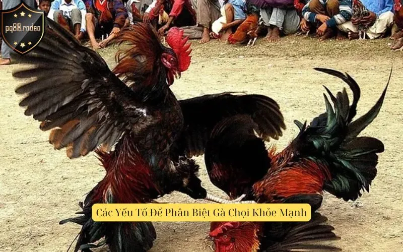 Các Yếu Tố Để Phân Biệt Gà Chọi Khỏe Mạnh