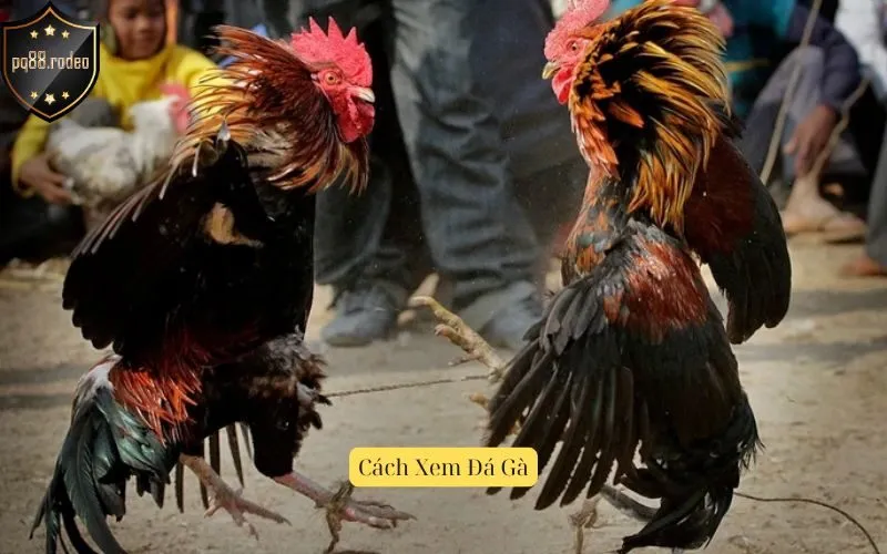 Cách Xem Đá Gà