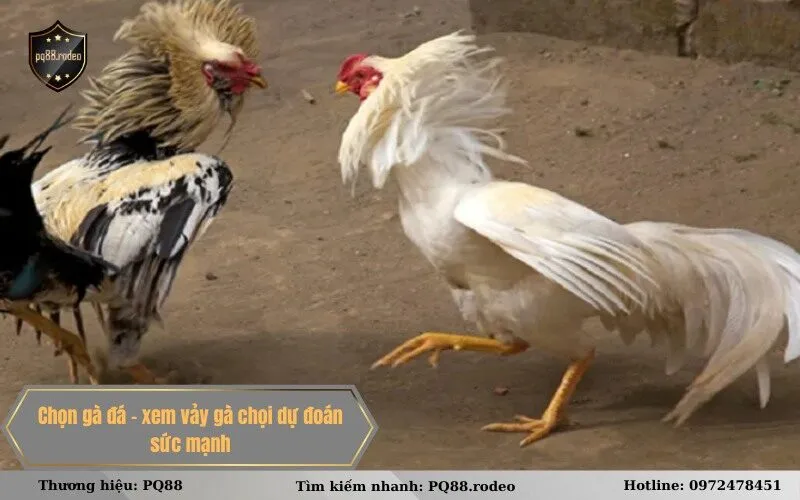 Chọn gà đá - xem vảy gà chọi dự đoán sức mạnh