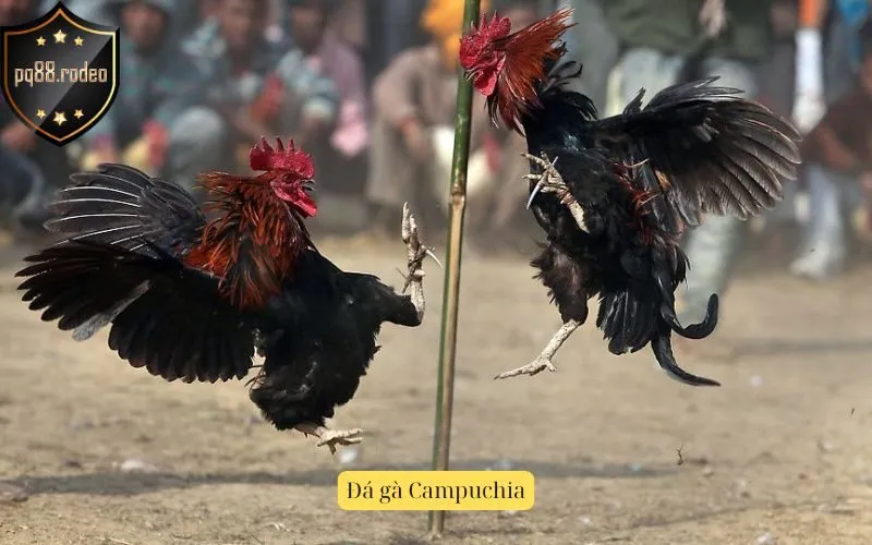 Đá gà Campuchia