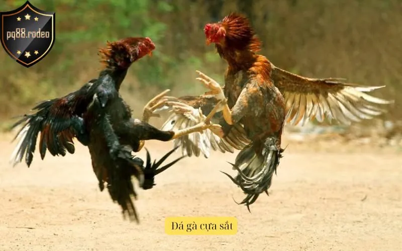 Đá gà cựa sắt