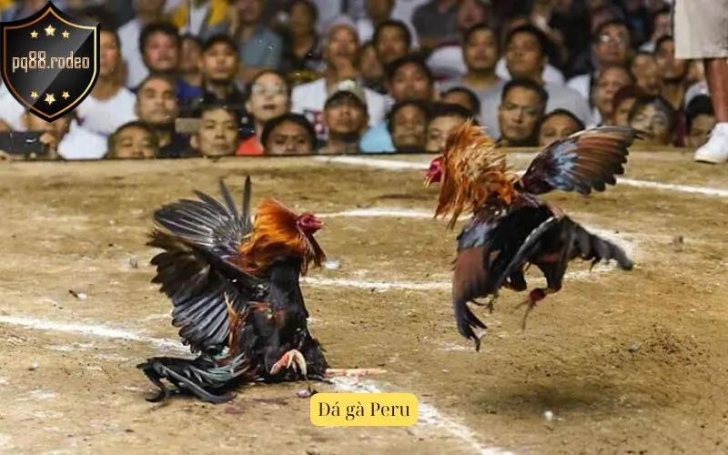 Đá gà Peru