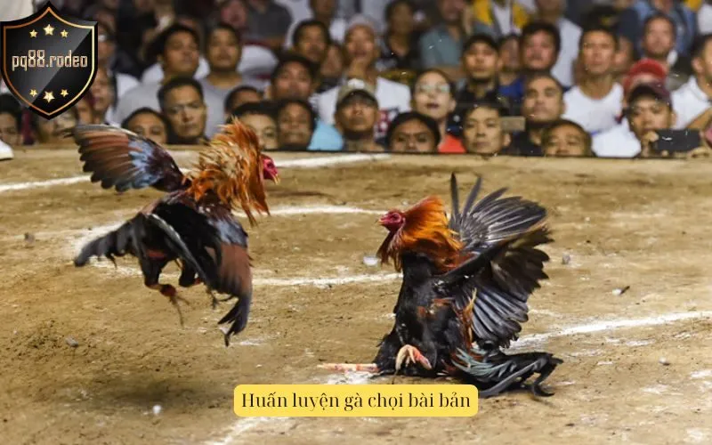 Huấn luyện gà chọi bài bản