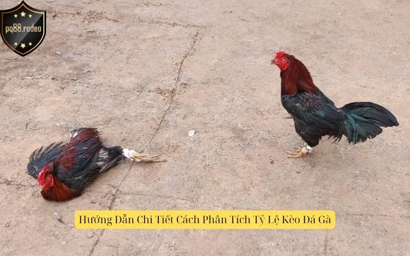 Hướng Dẫn Chi Tiết Cách Phân Tích Tỷ Lệ Kèo Đá Gà