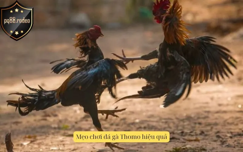 Mẹo chơi đá gà Thomo hiệu quả