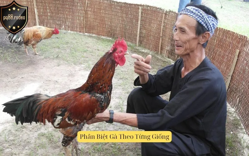 Phân Biệt Gà Theo Từng Giống